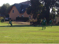 SC Kleinhnchen - SG Grodrebnitz